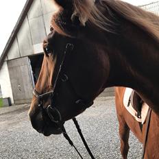 Dansk Varmblod Sancerre De Light