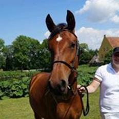 Hispano Araber Skovly's Athena