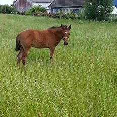 Hispano Araber Skovly's Athena