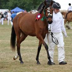 Hispano Araber Skovly's Athena