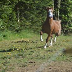 Welsh Mountain (sec A) Selehems Hothunk 