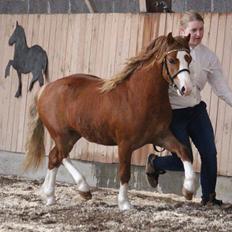 Welsh Mountain (sec A) Selehems Hothunk 