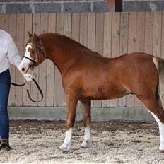 Welsh Mountain (sec A) Selehems Hothunk 