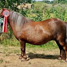 Shetlænder Tine!<3 (bamsen)