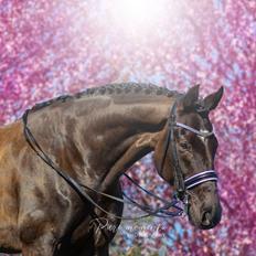 Hannoveraner Samurai V