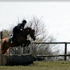 Arabisk fuldblod (OX) Ivalina Wind