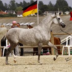 Arabisk fuldblod (OX) Basma el Karmdal  (Himmelhest </3)