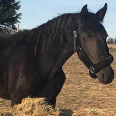 Frieser Gea Van D'Fedet