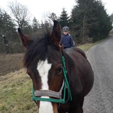 Pinto Søgårds Little Dark Pride 