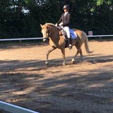 Haflinger Tøtterupgårds Adeus