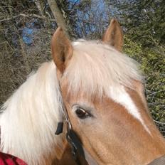 Haflinger Fidji