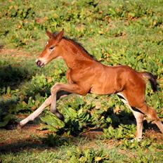 Tysk Oldenburger Bastbjergs Fleur de Lis (Fut Fut)