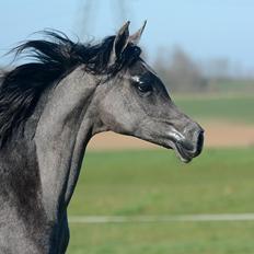 Arabisk fuldblod (OX) Isalin Wind (SOLGT) 