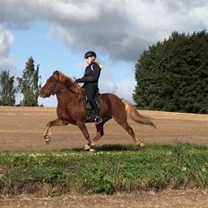 Islænder Eldingur fra Rønnow