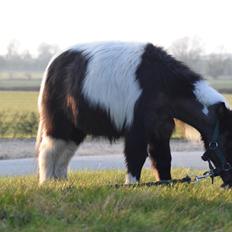 Amerikansk Miniature SP' Domingos spottede By Chance ( Oreo) 