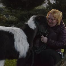 Amerikansk Miniature SP' Domingos spottede By Chance ( Oreo) 