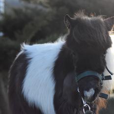 Amerikansk Miniature SP' Domingos spottede By Chance ( Oreo) 