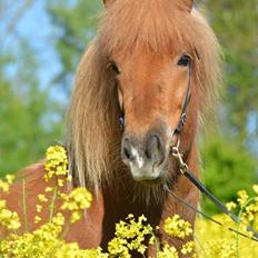 Islænder Gjöf fra Østervang