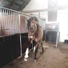 Dansk Varmblod Overgaard's Menor