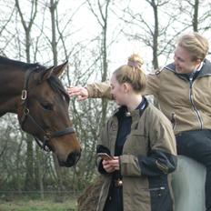 Dansk Varmblod Overgaard's Menor