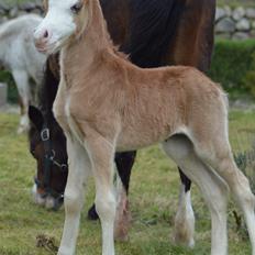 Welsh Mountain (sec A) Noerrelide's charles