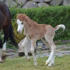 Welsh Mountain (sec A) Noerrelide's charles