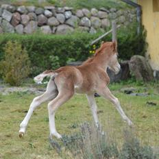 Welsh Mountain (sec A) Noerrelide's charles