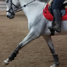 Dansk Varmblod (Miss Dulle) Mille