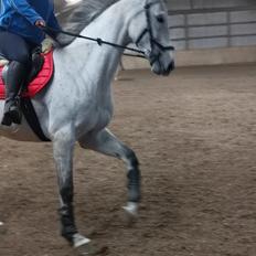 Dansk Varmblod (Miss Dulle) Mille