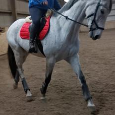 Dansk Varmblod (Miss Dulle) Mille