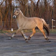 Fjordhest Tornhøjs Kalle