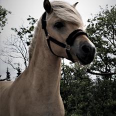 Fjordhest Tornhøjs Kalle