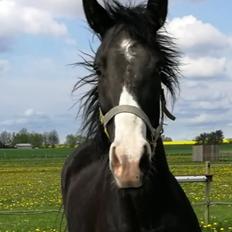 Dansk Varmblod Sundhøjs Duke (Duggie)