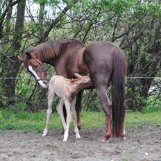 Palomino Silverline Winka