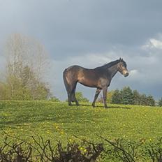 New Forest Joy 