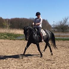 Oldenborg Peterslunds Black Asli
