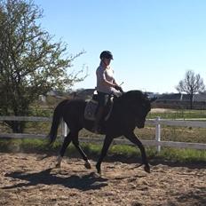 Oldenborg Peterslunds Black Asli
