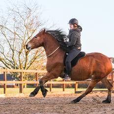 Anden særlig race Revsgaards primo