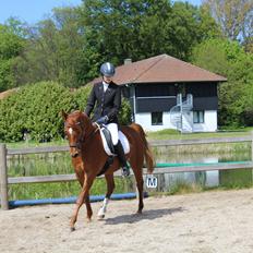 Arabisk fuldblod (OX) Haraldslunds A-li-kah ox