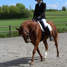 Arabisk fuldblod (OX) Haraldslunds A-li-kah ox