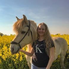 Fjordhest Romeo's hans