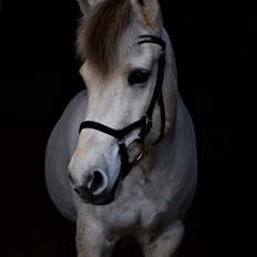 Fjordhest Romeo's hans