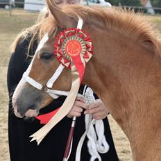 Welsh Cob (sec D) Nasebas Alemona 