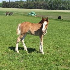 Welsh Cob (sec D) Nasebas Alemona 