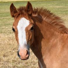 Welsh Cob (sec D) Nasebas Alemona