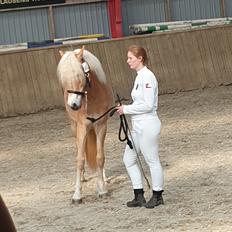 Haflinger Gro af Åtte bjerge