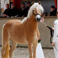 Haflinger Gro af Åtte bjerge