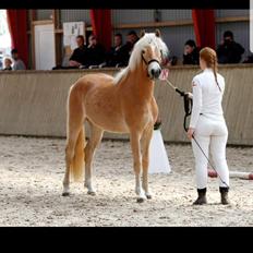 Haflinger Gro af Åtte bjerge