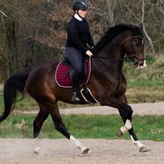 Dansk Varmblod Foulum´s Dia