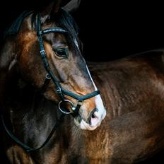 Dansk Varmblod Foulum´s Dia